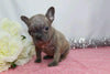 AKC Registered French Bulldog For Sale Wooster, OH Female- Gina