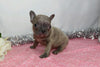 AKC Registered French Bulldog For Sale Wooster, OH Female- Gina