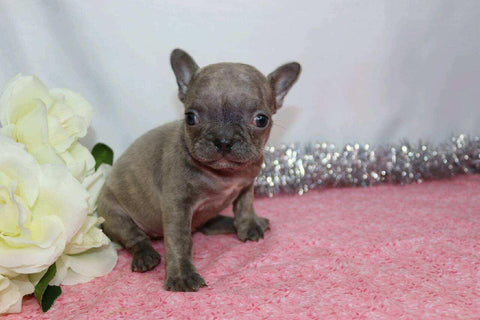 AKC Registered French Bulldog For Sale Wooster, OH Female- Gina