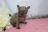 AKC Registered French Bulldog For Sale Wooster, OH Female- Gina