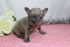 AKC Registered French Bulldog For Sale Wooster, OH Female- Gina