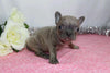 AKC Registered French Bulldog For Sale Wooster, OH Female- Gina