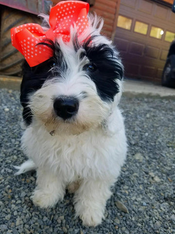 Mini F1B Goldendoodle For Sale Sugarcreek, OH Female- Isabella