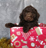 Mini Labradoodle For Sale Millersburg, OH Male- Ginger