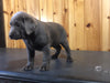 AKC Registered Silver Labrador Retriever For Sale Fredericksburg, OH Female- Grace