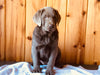 AKC Registered Silver Labrador Retriever For Sale Fredericksburg, OH Female- Grace