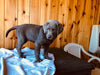 AKC Registered Silver Labrador Retriever For Sale Fredericksburg, OH Female- Grace