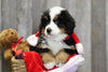 AKC Registered Bernese Mountain Dog For Sale Brinkhaven, OH Male- Hank