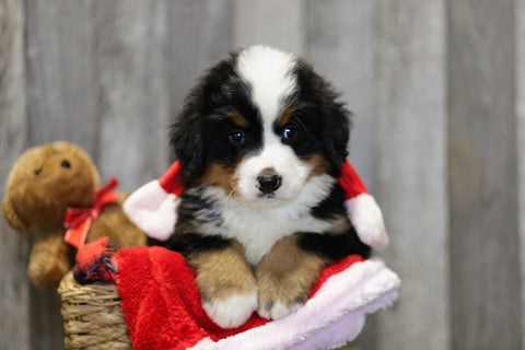 AKC Registered Bernese Mountain Dog For Sale Brinkhaven, OH Male- Hank