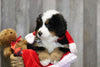 AKC Registered Bernese Mountain Dog For Sale Brinkhaven, OH Male- Hank