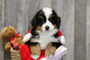 AKC Registered Bernese Mountain Dog For Sale Brinkhaven, OH Male- Hank