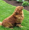 AKC Golden Retriever For Sale Holmesville, OH Female - Sasha