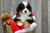 AKC Registered Bernese Mountain Dog For Sale Brinkhaven, OH Male- Hank