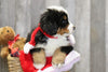 AKC Registered Bernese Mountain Dog For Sale Brinkhaven, OH Male- Hank