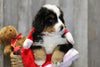 AKC Registered Bernese Mountain Dog For Sale Brinkhaven, OH Male- Hank