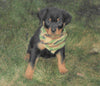 AKC Registered Rottweiler For Sale Sugarcreek, OH Male- Harley