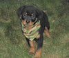 AKC Registered Rottweiler For Sale Sugarcreek, OH Male- Harley