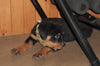 AKC Registered Rottweiler For Sale Sugarcreek, OH Male- Harley