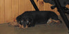 AKC Registered Rottweiler For Sale Sugarcreek, OH Male- Harley