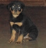 AKC Registered Rottweiler For Sale Sugarcreek, OH Male- Harley