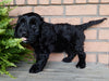 Mini Labradoodle For Sale Millersburg, OH Female- Heather