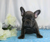AKC Registered French Bulldog For Sale Wooster, OH Female- Heather