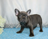 AKC Registered French Bulldog For Sale Wooster, OH Female- Heather