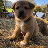 Shiba Inu Mix For Sale Farmington, OH Male- Henry