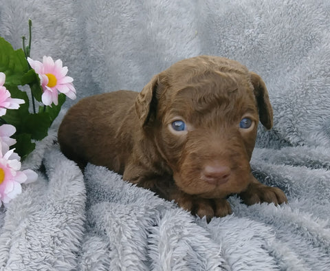 F1B Medium Labradoodle For Sale Millersburg, OH Male- Henry