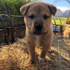 Shiba Inu Mix For Sale Farmington, OH Male- Henry