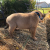 Shiba Inu Mix For Sale Farmington, OH Male- Henry