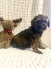 Moyen Poodle For Sale Wilmot, OH Female- Honey
