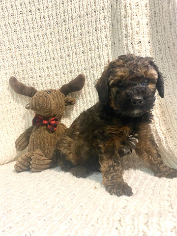 Moyen Poodle For Sale Wilmot, OH Female- Honey