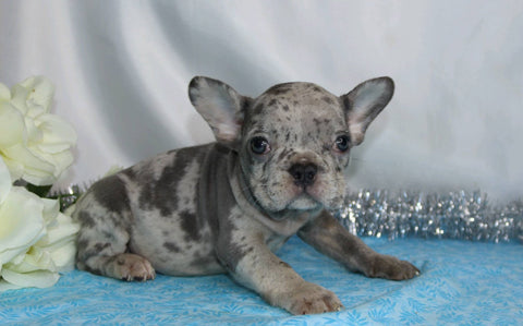 AKC Registered French Bulldog For Sale Wooster, OH Male- Hudson