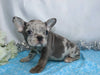 AKC Registered French Bulldog For Sale Wooster, OH Male- Hudson