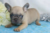 AKC Registered French Bulldog For Sale Wooster, OH Male- Hugo