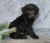 Medium F1B Labradoodle For Sale Millersburg, OH Male- Hunter