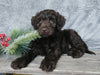 Medium F1B Labradoodle For Sale Millersburg, OH Male- Hunter