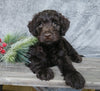 Medium F1B Labradoodle For Sale Millersburg, OH Male- Hunter