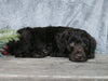Medium F1B Labradoodle For Sale Millersburg, OH Male- Hunter