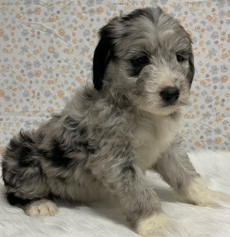 Australian Shepherd Mix Puppy For Sale Holmesville OH Male-Fletcher