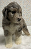 Australian Shepherd Mix Puppy For Sale Holmesville OH Female-Lilac