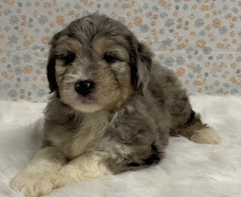 Australian Shepherd Mix Puppy For Sale Holmesville OH Female-Lilac