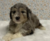 Australian Shepherd Mix Puppy For Sale Holmesville OH Female-Lilac