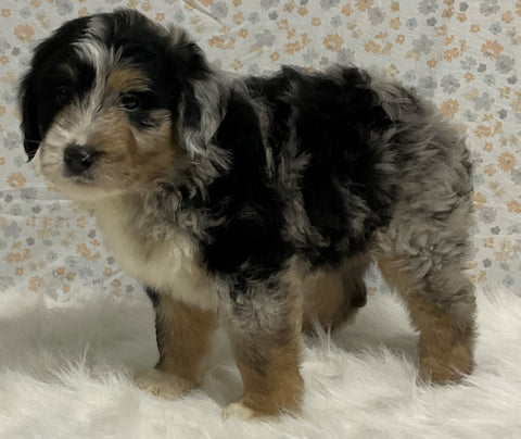 Australian Shepherd Mix Puppy For Sale Holmesville OH -Male Flynn