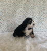 Mini Bernedoodle For Sale Holmesville OH Female-Halo