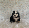 Mini Bernedoodle For Sale Holmesville OH Female-Halo