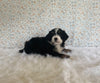 Mini Bernedoodle For Sale Holmesville OH Male-Oscar