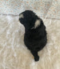 Mini Bernedoodle For Sale Holmesville OH Male-Oscar