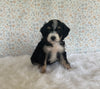 Mini Bernedoodle For Sale Holmesville OH Female-Harper